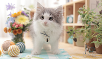 ノルウェージャンフォレストキャット
