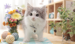 ノルウェージャンフォレストキャット
