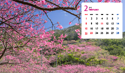 沖縄県　本部岳の寒緋桜