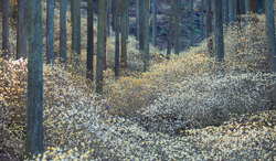栃木県　ミツマタの花