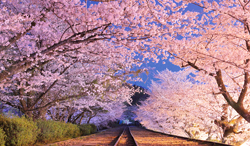 京都府　蹴上インクラインの夜桜
