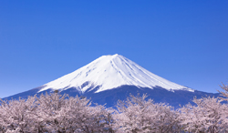 山梨県　桜と富士山
