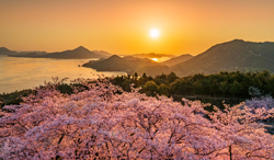 愛媛県　開山公園の日の出と桜