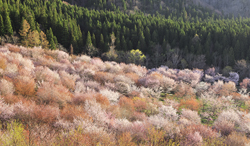 福島県 桜峠
