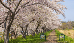 北海道　余市川桜づつみ