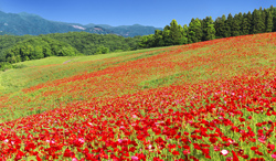 埼玉県　ポピー咲く丘